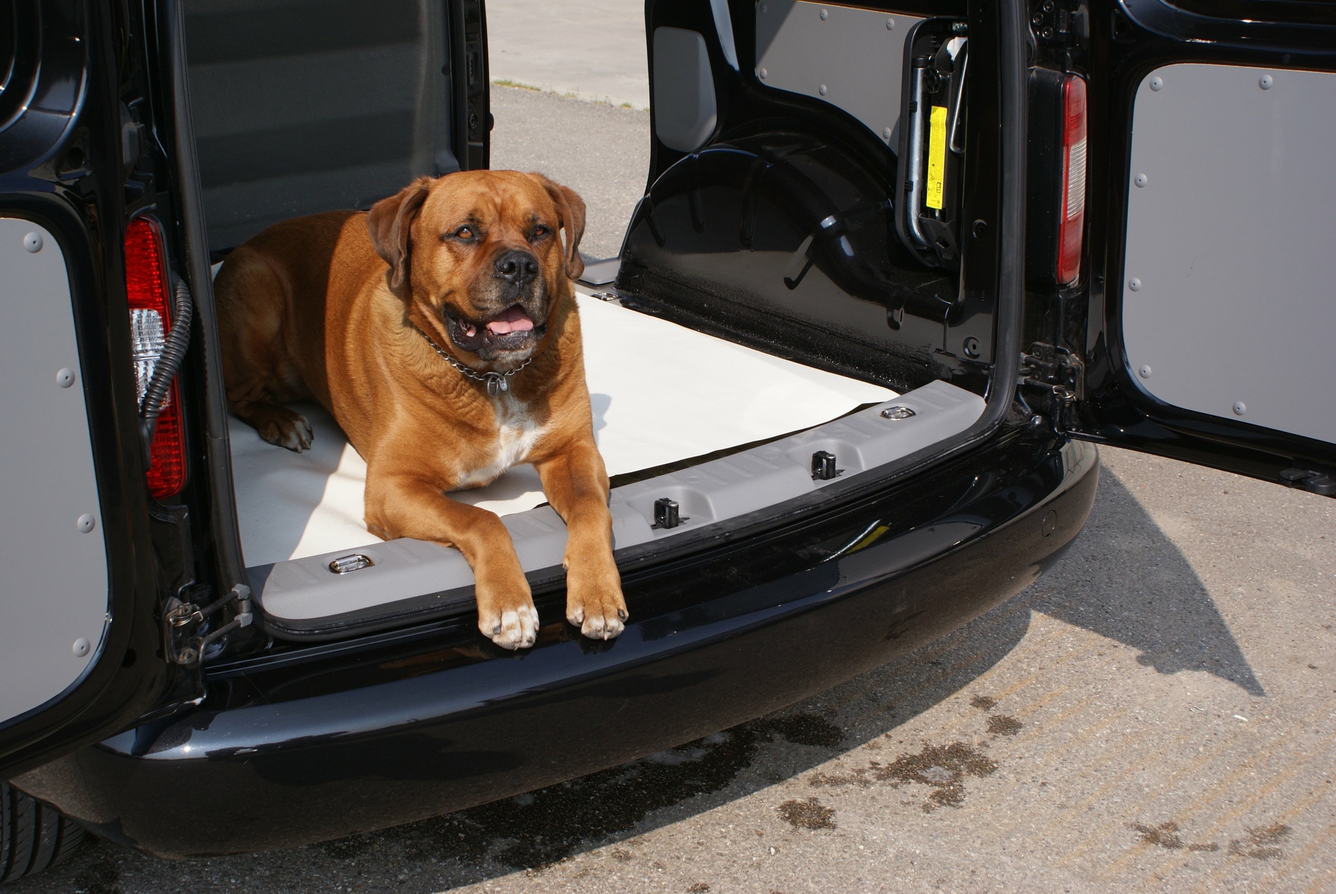 Hond in auto met laaddrempelbescherming