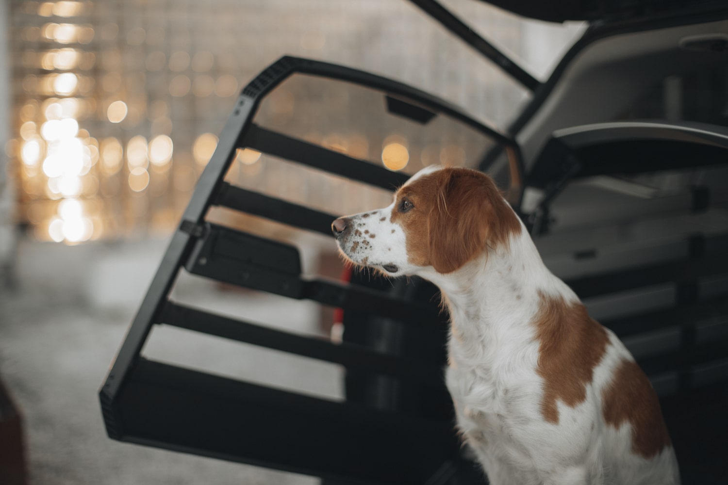 Op vakantie met de hond? Dit zijn dé Must-haves voor in de auto.
