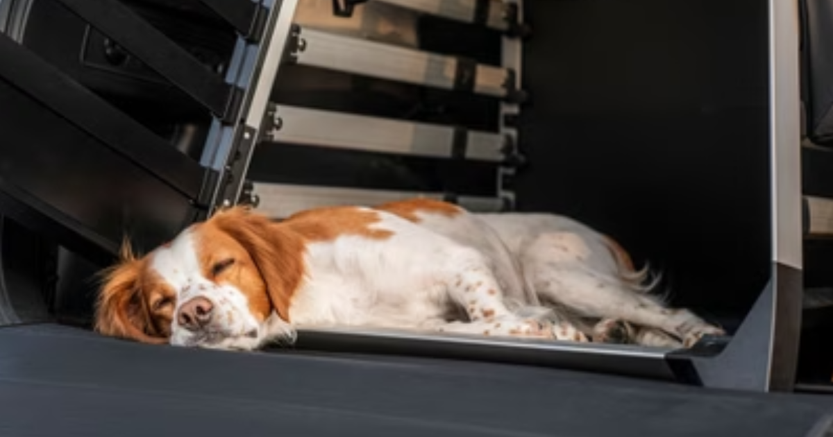De hond mee op vakantie