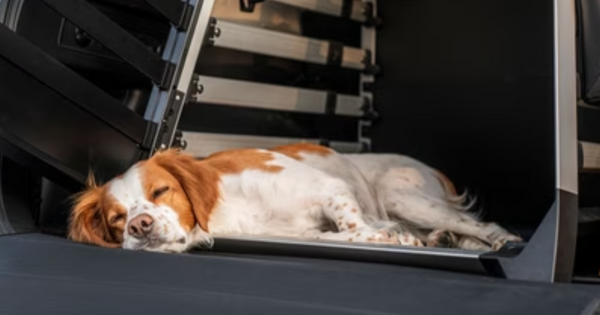 De hond mee op vakantie